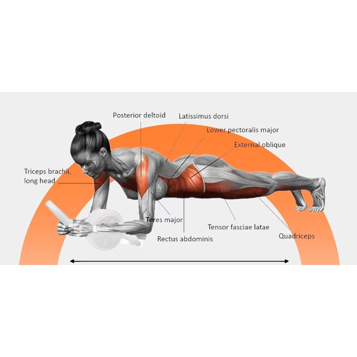 Rodillo Abdominal con Rebote Automático PD97 – Ejercicio de Núcleo y Abdomen